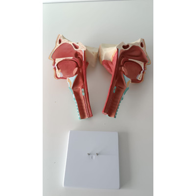 MODELO DE CABEZA  Y CUELLO