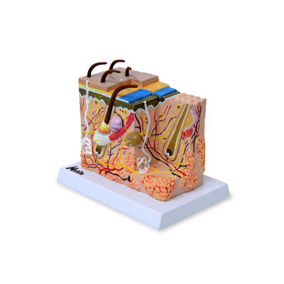 Modelo de Piel con pelo