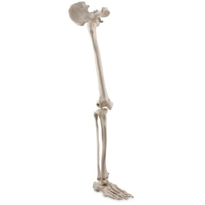 HUESOS PIERNA Y MEDIA PELVIS