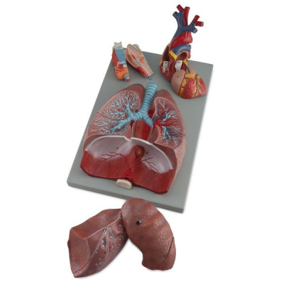 SISTEMA RESPIRATORIO 7 PARTES